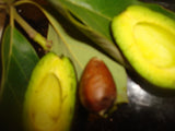 Anoush botanicals and organics Organic Avocado for Complexion Soaps