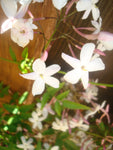 organic pink jasmine vine is hihgly fragrant, skin loving and enjoyed by bees